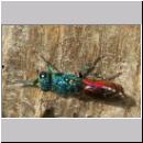 Chrysis ignita - Goldwespe bei Ancistrocerus 01.jpg